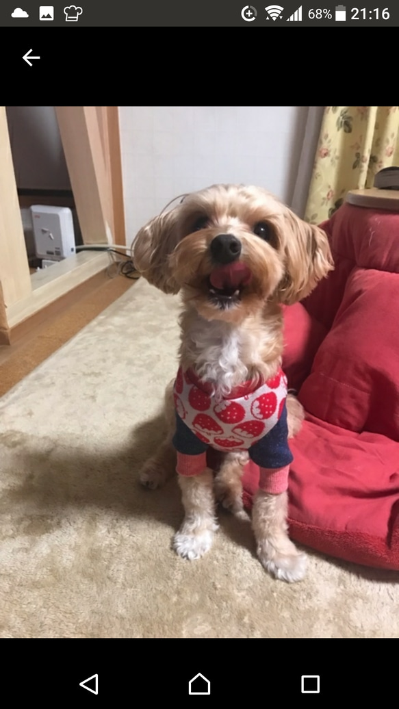 犬服 イチゴちゃんトレーナー♡ 8枚目の画像