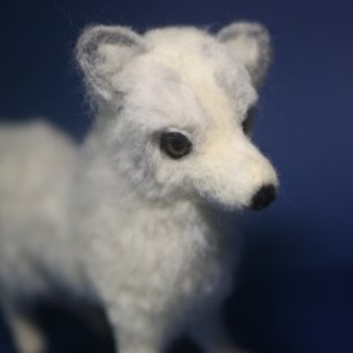 ★レア！！★ポール・ホフ★Paul Hoff★ホッキョクギツネ★WWWシリーズ★ Amazon.co.jp: 野生の動物シリーズ ホッキョクギツネ白2