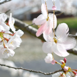 《春待ち桜》　〜フラミンゴのフェザー　桜ピアス〜　桜ハンドメイド2021 9枚目の画像