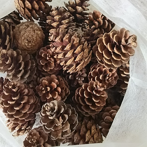 琉球松 乾燥済み