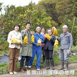 ドライみかん（みかん：小田原市産） 3枚目の画像