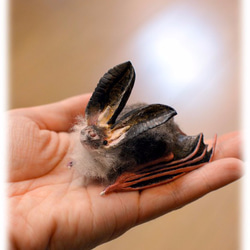 ニホンウサギコウモリ その他置物 おばけ＊ねこ 通販 1567443｜Creema