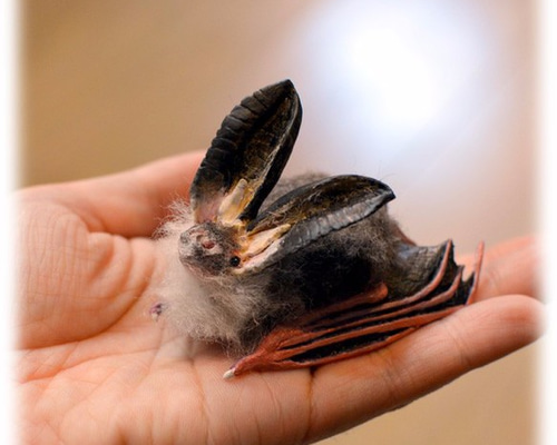 ニホンウサギコウモリ その他置物 おばけ＊ねこ 通販 1567443｜Creema