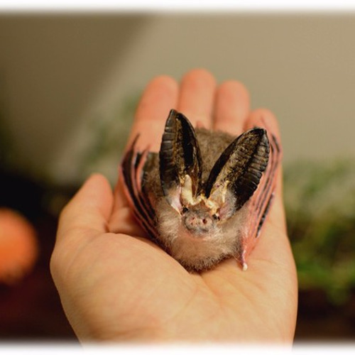 ニホンウサギコウモリ その他置物 おばけ＊ねこ 通販 1567443｜Creema