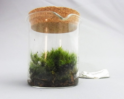 苔ボトル11 100mlビーカーの中の宇宙No.1 ミニ苔テラリウム