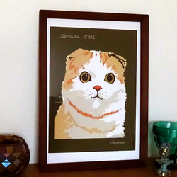 湘南Cats　ポートレイト１　スコティッシュフォールド 1枚目の画像