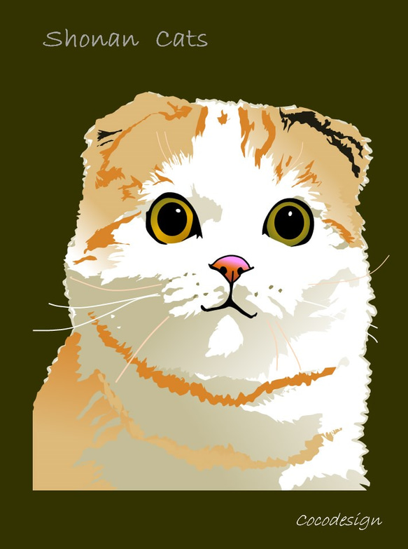 湘南Cats　ポートレイト１　スコティッシュフォールド 2枚目の画像