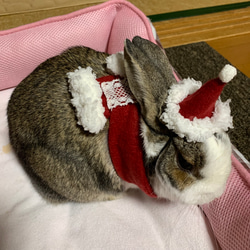 うさぎさんのマフラー クリスマス 9枚目の画像