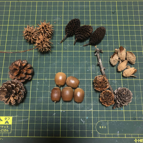 木の実セット ドングリ フウノミ 松ぼっくり ヤシャブシ カラ松の実