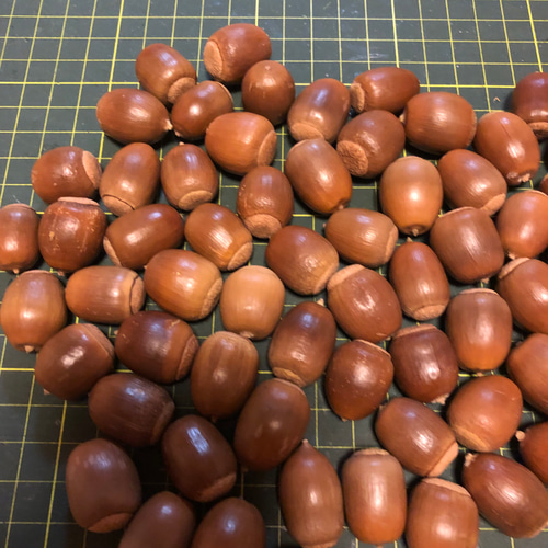 368 どんぐり ドングリ 70個 その他素材 みどいた 通販 12587231
