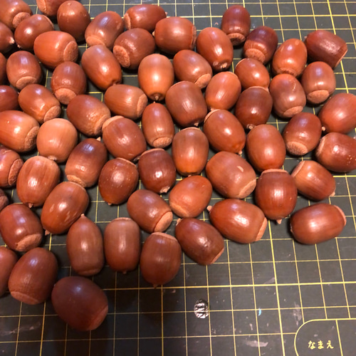 368 どんぐり ドングリ 70個 その他素材 みどいた 通販 12587231