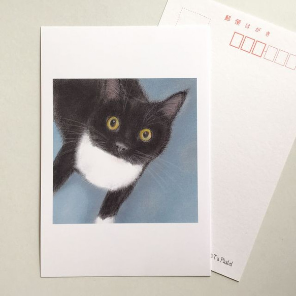 １３５　選べるポストカード　見上げる猫　5枚セット 1枚目の画像