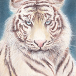 【原画】Animal-eyes『パンダ』(パステル画) 8_976375402c402a21cbfea1cb1f3f