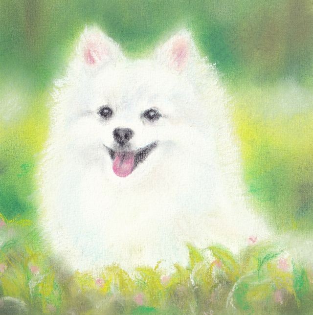 Amazon.co.jp: 原画 重量0地点 （動物画 パステル画 犬 猫