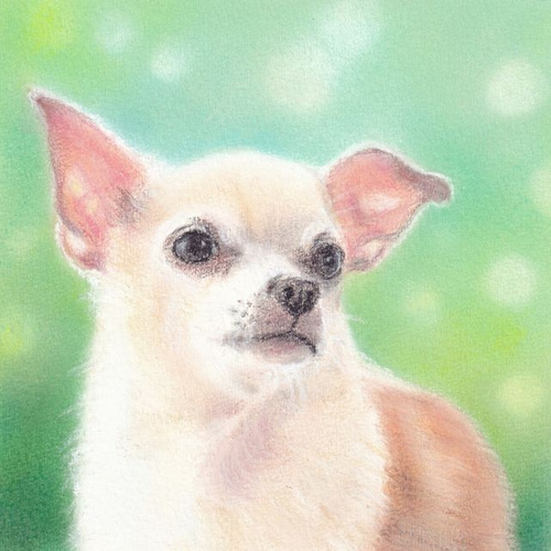 パステル画原画】微笑むチワワ