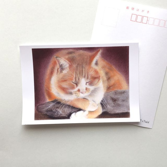 １５２　選べるポストカード　神社のいねむり猫　5枚セット 1枚目の画像