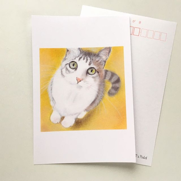 １５３　選べるポストカード　見上げる猫　5枚セット 1枚目の画像