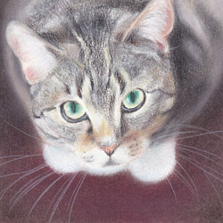 見上げる猫（パステル画　原画）　額装込み 1枚目の画像