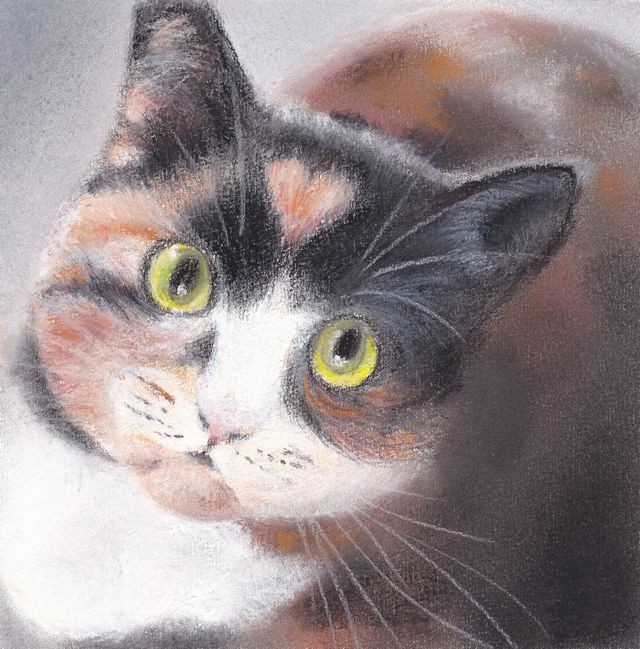 見上げる猫6（パステル画 原画） 絵画 にゃんずら 通販 9224044