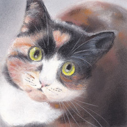 見上げる猫６（パステル画　原画） 1枚目の画像