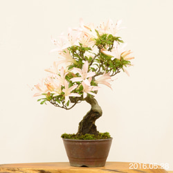 サツキの盆栽から作成した飾り物です。 盆栽 皐月 新日光 樹高 約22cm さつき Rhododendron indicum