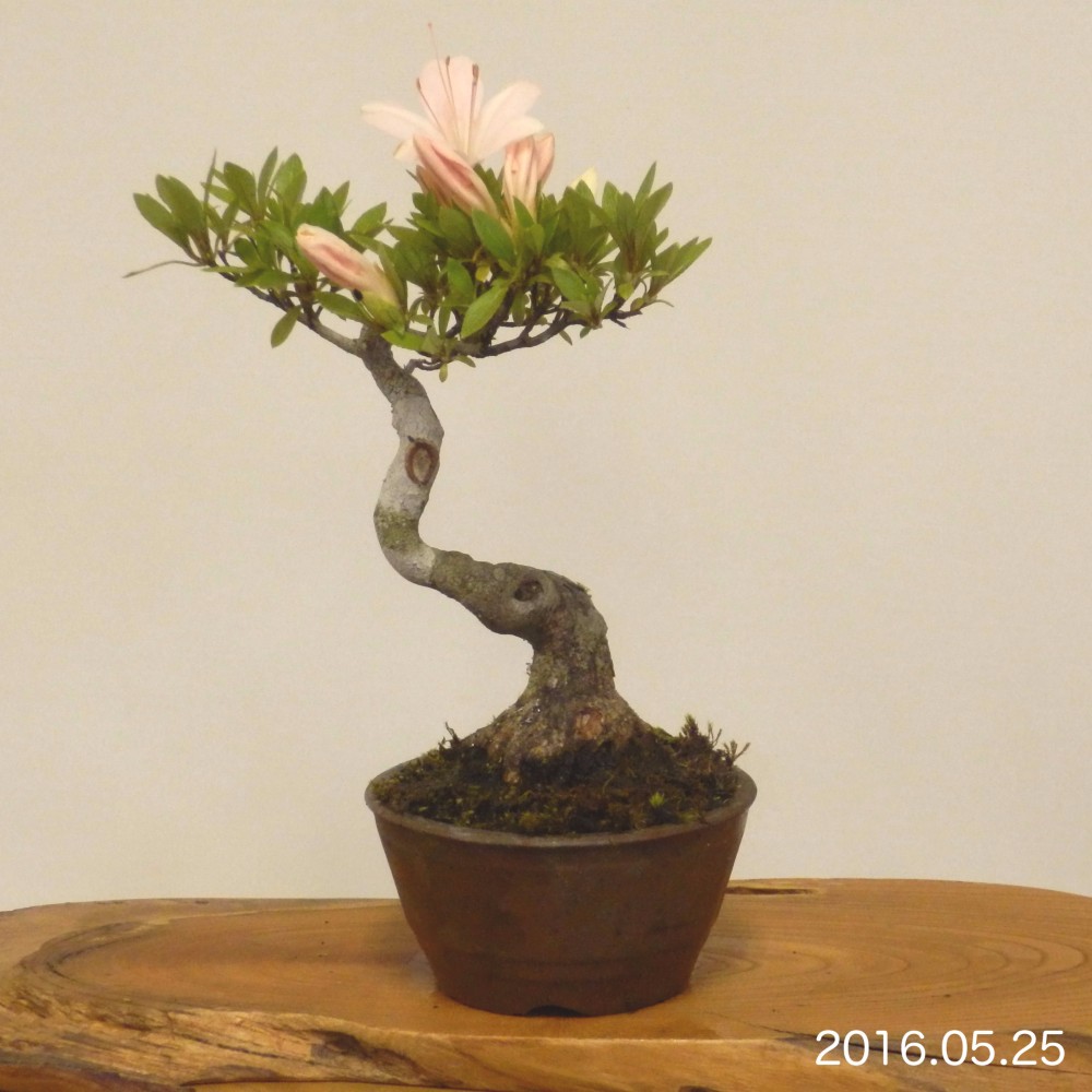 Amazon.co.jp: 盆栽妙 桜盆栽 小品十月桜 50271A1678 : DIY