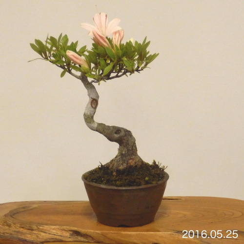 小品盆栽 - さつき #0084 立体・オブジェ bonsai on the rock