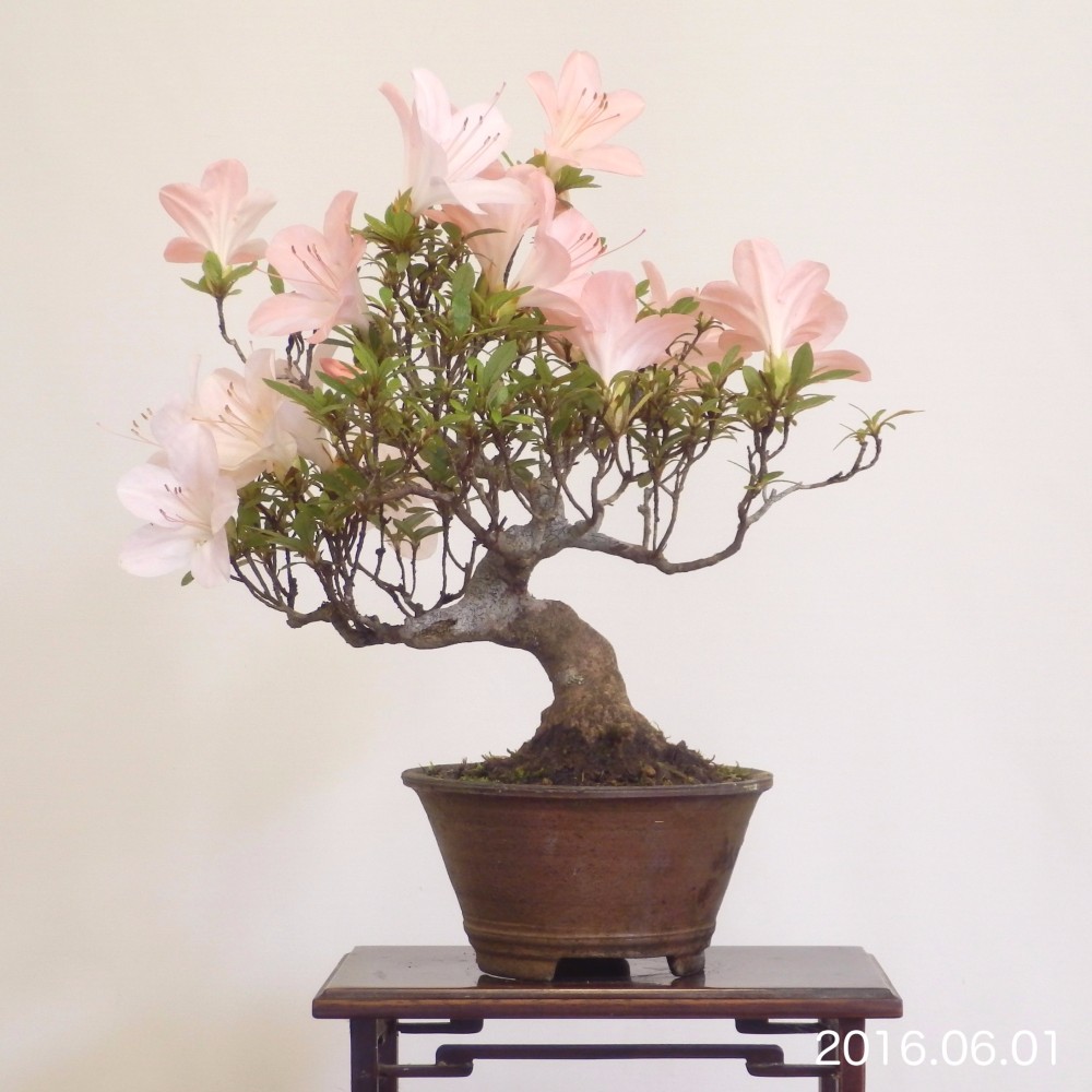 小品盆栽 - さつき #0103 立体・オブジェ bonsai on the rock