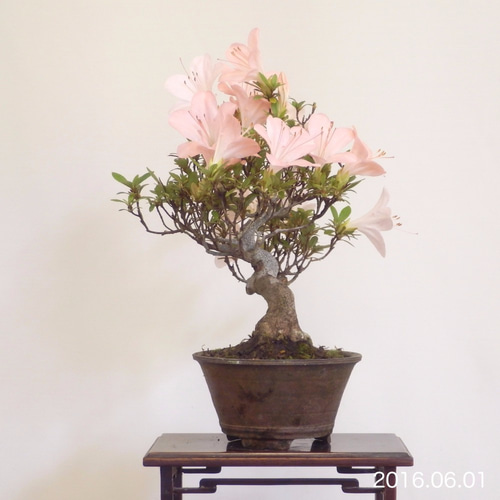 小品盆栽 - さつき #0103 立体・オブジェ bonsai on the rock 通販