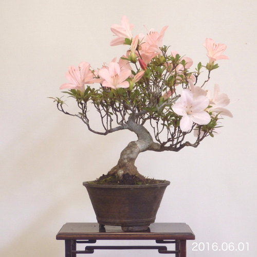 さつき大品盆栽「暁天」 Tunny's art】皐月盆栽 （サツキ） 暁天