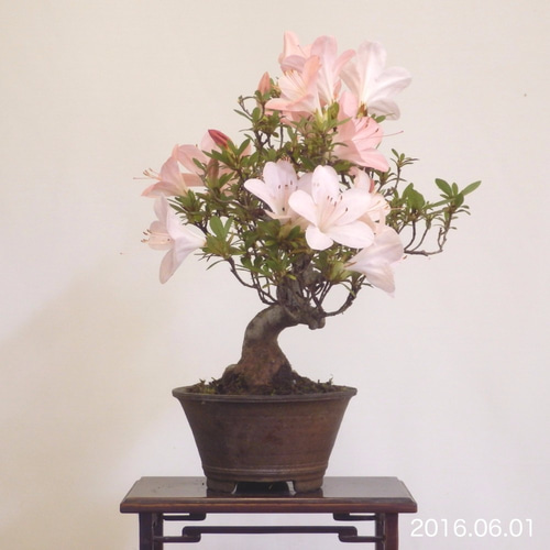 小品盆栽 - さつき #0103 立体・オブジェ bonsai on the rock 通販