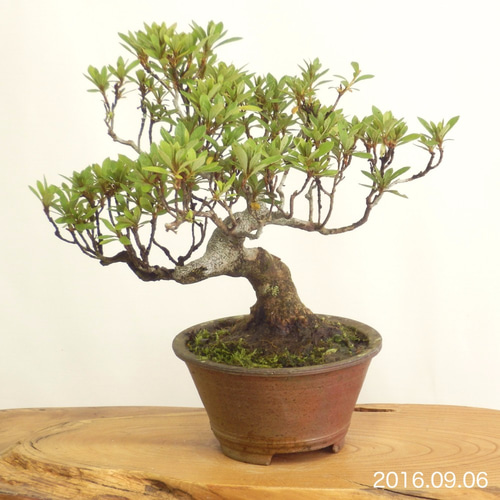 小品盆栽展示用飾り棚 花台 盆栽台 置き台 卓（しょく) - メルカリ