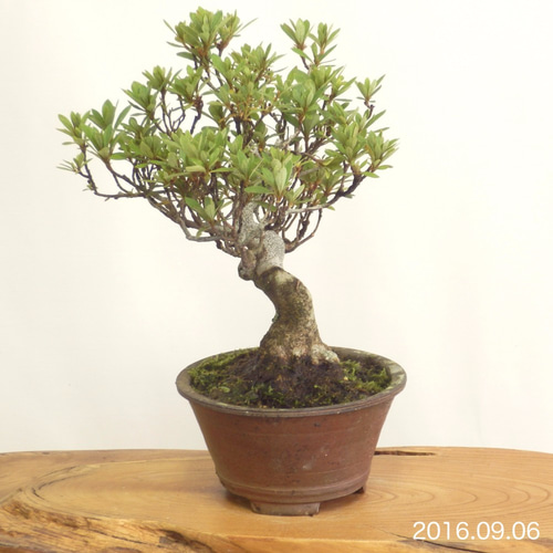 小品盆栽 - さつき #0103 立体・オブジェ bonsai on the rock 通販