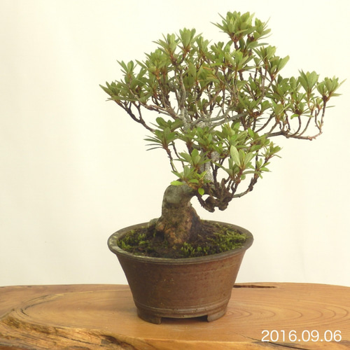 小品盆栽 - さつき #0103 立体・オブジェ bonsai on the rock 通販