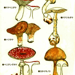 カタイキノコ【空のうたたね】 2枚目の画像