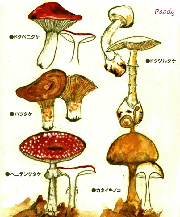 カタイキノコ【空のうたたね】 2枚目の画像