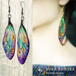 ほんものの蝉の翅】【オーダーメイド】セミのピアス イヤリング