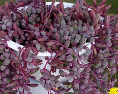 多肉 ルビーネックレス 多肉植物 Locohouse 通販 12477161｜Creema