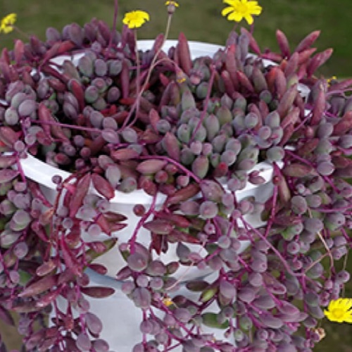 多肉 ルビーネックレス 多肉植物 Locohouse 通販 12477161｜Creema