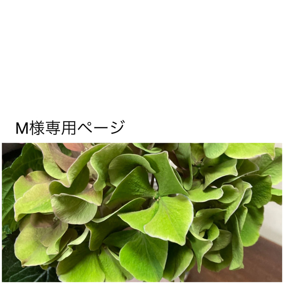 M様専用ページ 1枚目の画像