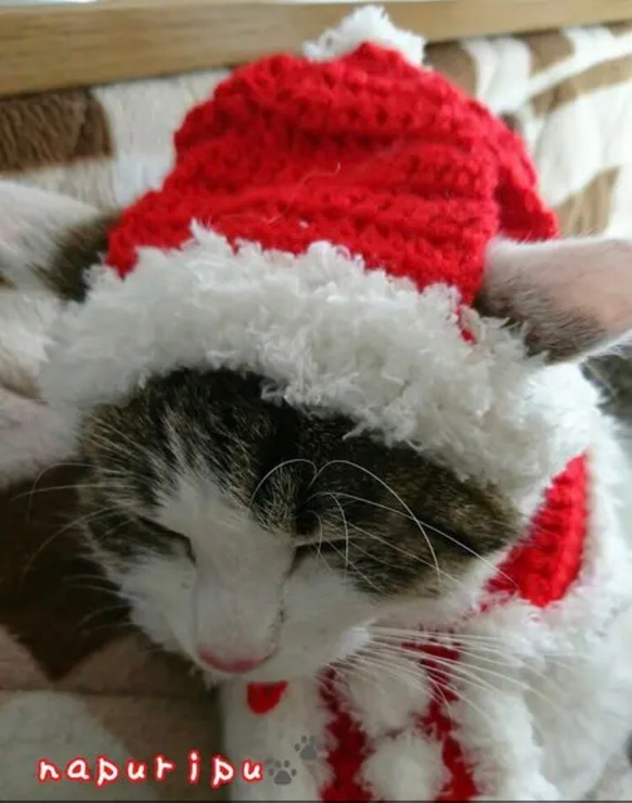 サンタ帽とケープ（猫ちゃん用） 3枚目の画像