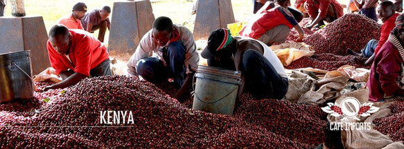 ケニア チャニア・ギチェロリ 250g コーヒー豆 スペシャルティコーヒー 自家焙煎 4枚目の画像