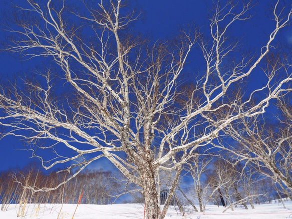 HOKKAIDO 1枚目の画像