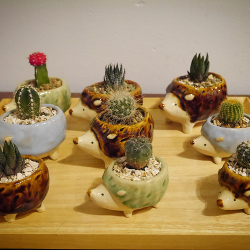 ハリネズミサボテン色々 その他インテリア雑貨 nanairo陶器 通販