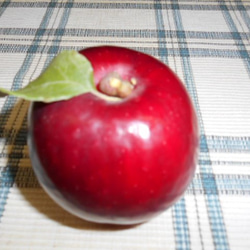 青森の 紅玉りんごのタルト　16cm　 6枚目の画像