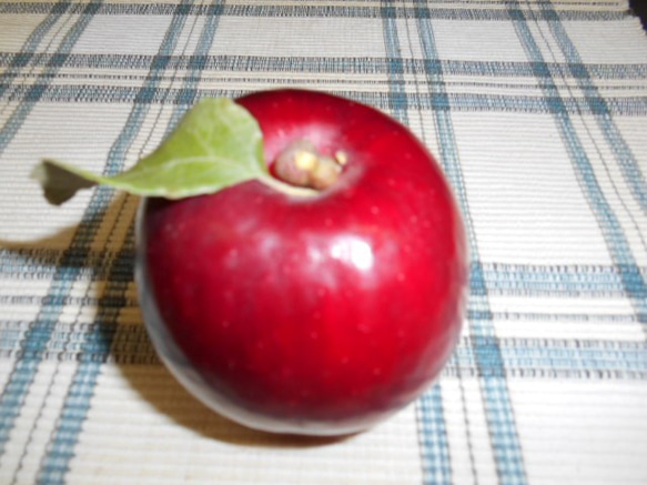 青森の 紅玉りんごのタルト　16cm　 6枚目の画像