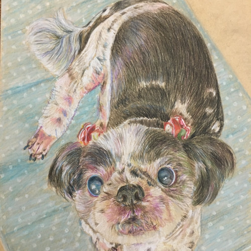 ペットの肖像画 A4色鉛筆画（オーダー制作） 絵画 胡桃の木 通販