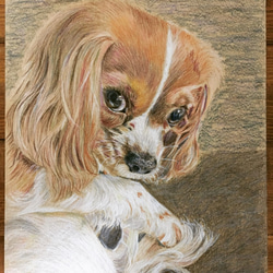 ペットの肖像画　A4色鉛筆画（オーダー制作） 5枚目の画像
