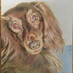 ペットの肖像画　A4色鉛筆画（オーダー制作） 7枚目の画像