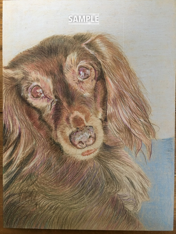 ペットの肖像画　A4色鉛筆画（オーダー制作） 7枚目の画像